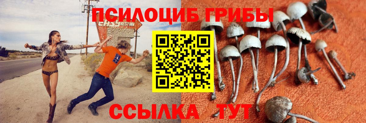 Галлюциногенные грибы Psilocybine cubensis Касимов